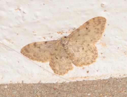Réf. 296 268 : Idaea sp.
